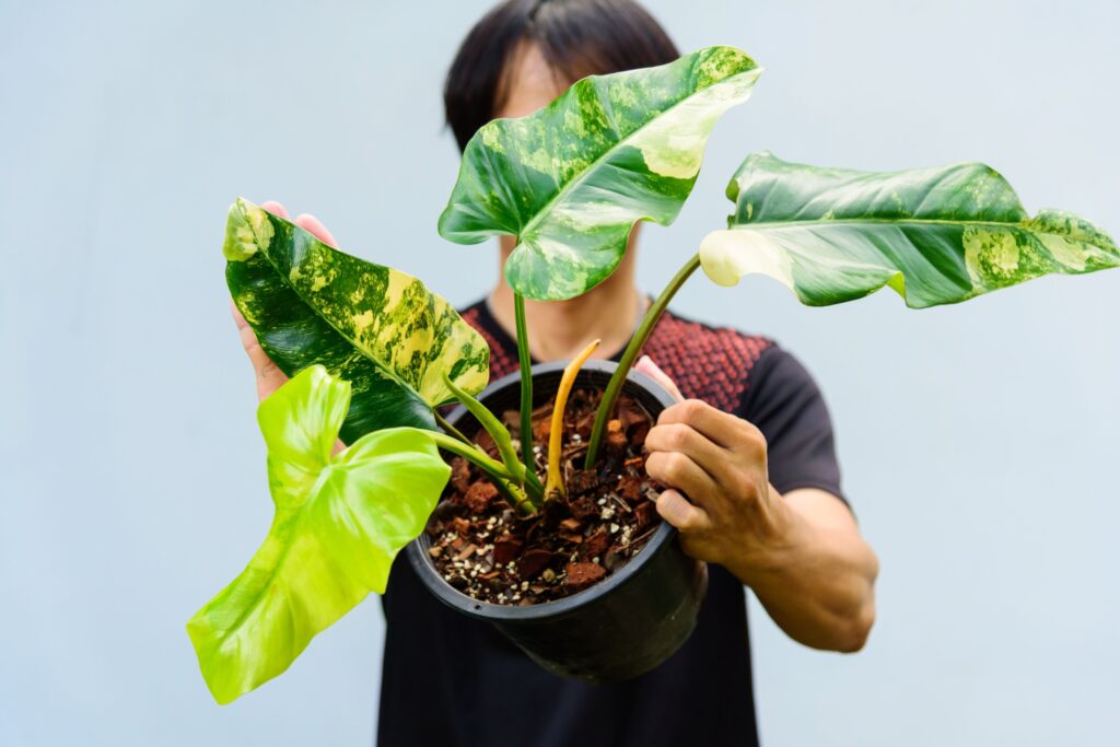 philodendron burle marx