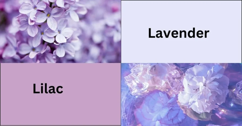 lilac vs lavender